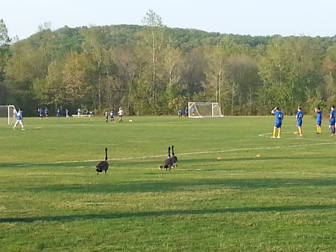Stringham Park